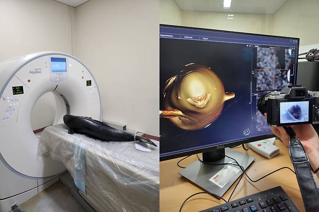 연구진은 제주대 말병원에서 상괭이 사체에 대한 사후컴퓨터단층촬영(PMCT)을 진행됐다. PMCT는 컴퓨터단층촬영(CT) 기술의 하나로 동물이 숨진 원인과 그 과정에서 몸에 어떤 변화가 생겼는지 살피는 데 쓰이고 있다./이성빈