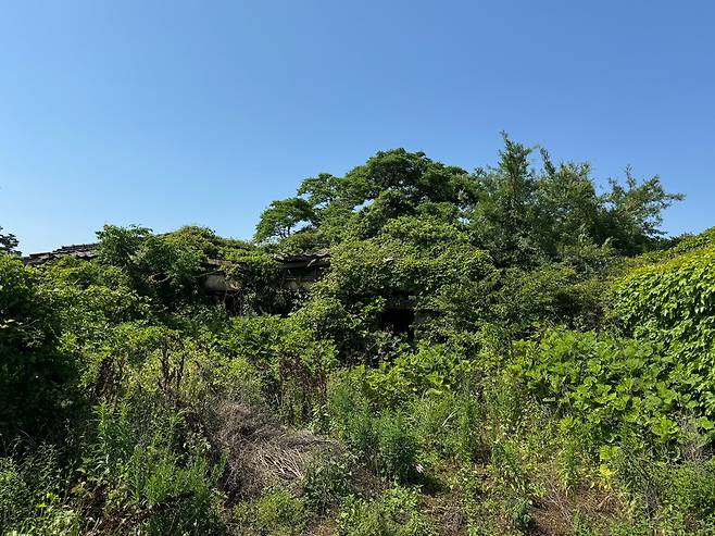 지난 10일 제주 한경면 고산리 일대 빈집. 집의 형체를 알아보기 힘들 정도로 잡초로 뒤덮여 있다. /오은선기자