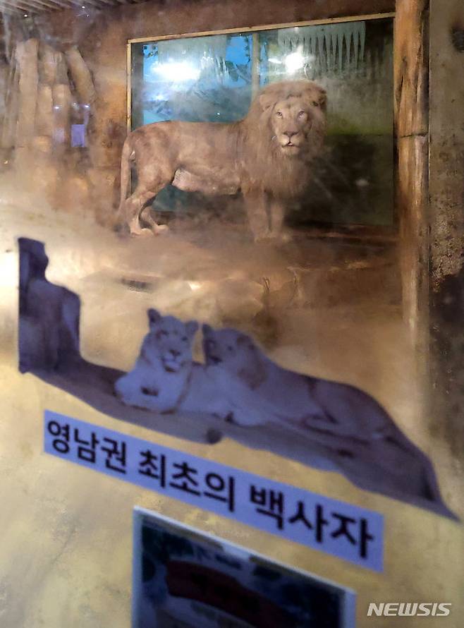 [대구=뉴시스] 이무열 기자 = 폐업한 실내 동물원에 방치됐던 백사자가 대구 달성군 네이처파크 동물원으로 옮겨진다. 사진은 17일 대구 수성구의 한 실내 동물원에 있는 백사자가 네이처파크로 옮겨지기 전 모습. 2024.06.17. lmy@newsis.com