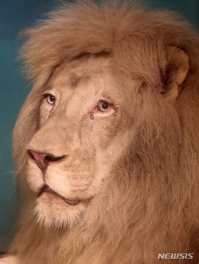 [대구=뉴시스] 이무열 기자 = 폐업한 실내 동물원에 방치됐던 백사자가 대구 달성군 네이처파크 동물원으로 옮겨진다. 사진은 17일 대구 수성구의 한 실내 동물원에 있는 백사자가 네이처파크로 옮겨지기 전 모습. 2024.06.17. lmy@newsis.com
