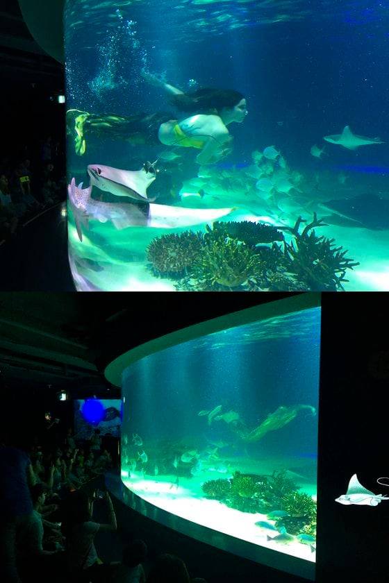 11일 오후 서울 여의도 아쿠아플라넷 63 지하 2층에서 진행된 ‘머메이드쇼’. 관광객들이 쇼를 관람하며 사진을 찍고 있다.