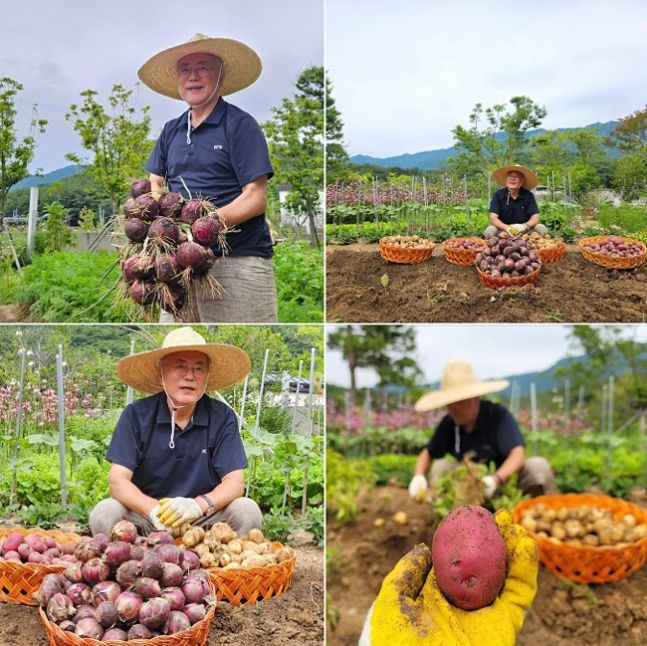 [서울=뉴시스] 김정숙 여사의 수사가 본격화된 17일 문재인 전 대통령은 "자주양파, 자주감자, 감자를 수확했다"며 채소 농사 사진을 공개했다. (사진=페이스북 갈무리) *재판매 및 DB 금지