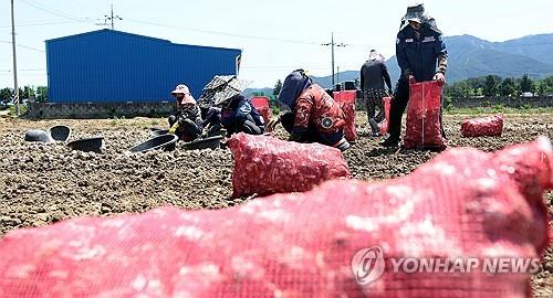 마늘수확 외국인 계절 근로자 [연합뉴스 자료사진]