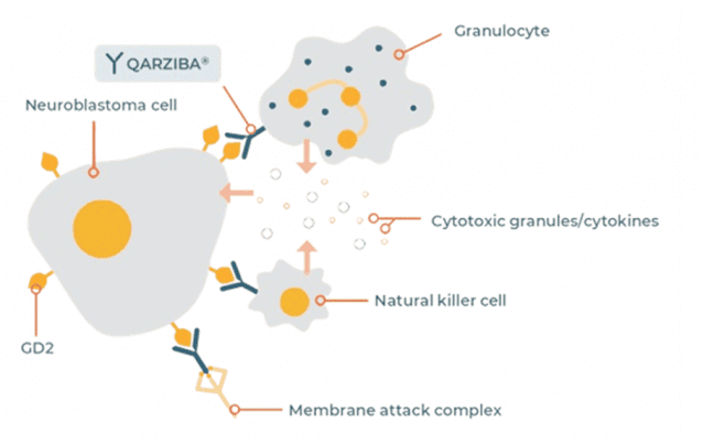 콰지바주(디누툭시맙베타) 작용 기전 (사진= Keyel ME and Reynolds CP. Biologics: Targets and Therapy. 2019;13:1-12)