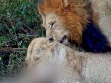 암사자가 표범을 물어죽이는 사이 숫사자가 짝짓기를 시도하는 장면이 포착된 동영상. /Latest Sightings Facebook 동영상 캡처