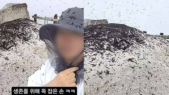 지난해 러브버그떼가 출몰한 북한산 정상. [인스타그램 캡처]