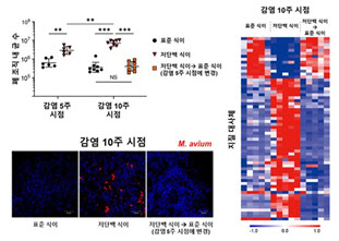 MAC 폐 감염 저항성 마우스 모델에서 저단백식이를 적용 시 안정형이던 질병이 진행형으로 전환되는 것이 관찰됐으며, 이때 지질대사의 교란이 확인됐다. 특히, 표준식이를 통해 정상 BMI로 빠르게 되돌렸을 때, 지질대사가 정상 수준으로 회복되면서 질병 진행이 완화되는 것으로 나타났다.