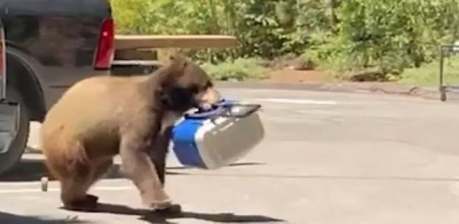 곰은 인부들의 점심시사를 들고 떠났다. [이미지출처=NBC 방송 캡처]