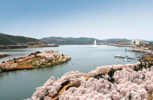 경북 경주시 신평동 보문관광단지가 활짝 핀 벚꽃으로 뒤덮여 있다. 경주시 제공