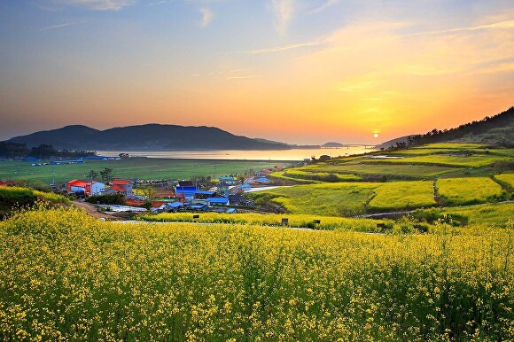 선학동마을 유채꽃밭 전경 [사진=장흥군]