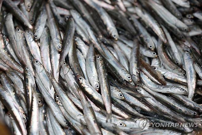 남해 지족해협 죽방렴 멸치 (남해=연합뉴스) 김동민 기자 = 장마를 앞둔 20일 오후 경남 남해군 삼동면 지족해협 일대에서 죽방렴 어업을 통해 잡은 멸치. 2024.6.20 image@yna.co.kr