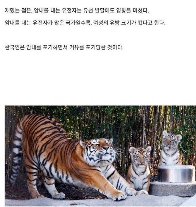 1000027141.jpg 한국 여자들 평균 가슴 사이즈가 작은 이유.jpg