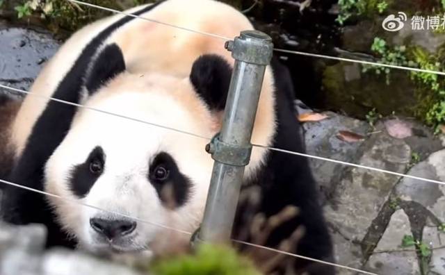 최근 중국 SNS 웨이보에 푸바오가 한국말에 반응하며 누군가를 찾는듯한 움직임을 보이는 모습이 담긴 영상이 올라왔다. /웨이보