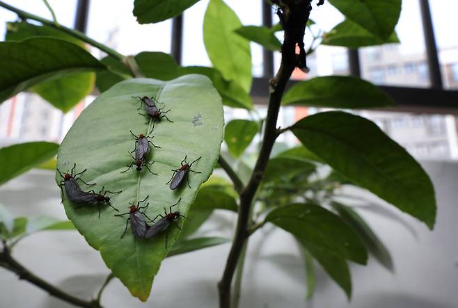 25일 서울 서대문구 한 가정집 화분에 붙어있는 러브버그. 연합뉴스