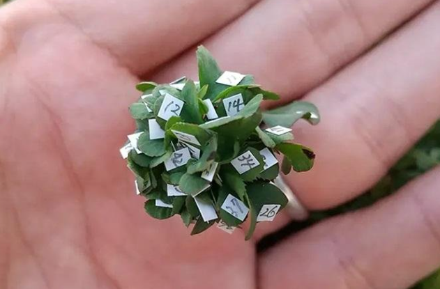 일본의 한 남성이 63장의 잎을 가진 클로버를 재배해 기네스 세계 기록을 경신했다 [출처=기네스]