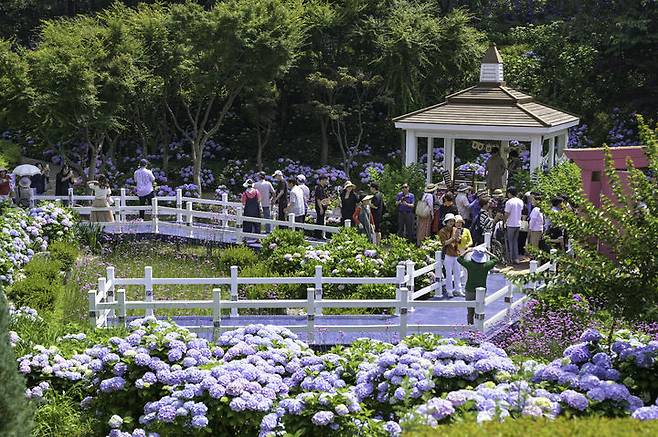 [울산=뉴시스] 울산 남구 장생포 고래문화마을 일원에서 열린 장생포 수국 페스티벌. (사진=울산 남구 제공) photo@newsis.com  *재판매 및 DB 금지