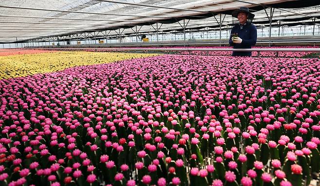 출하작업 한창인 백승찬씨 [촬영 노승혁]