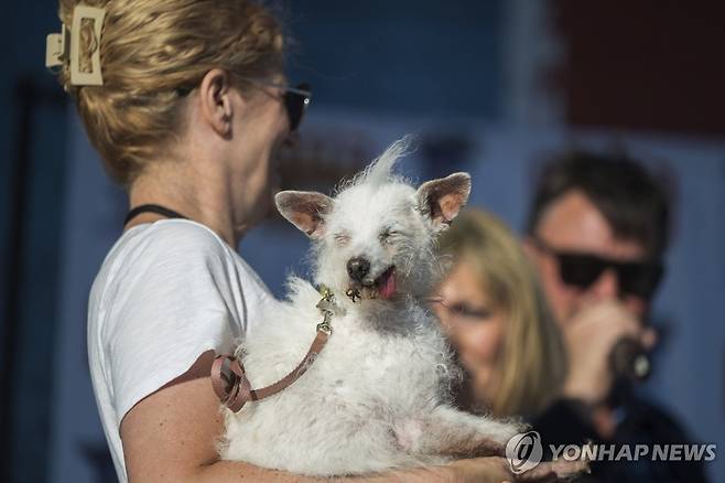 (페탈루마 AP=연합뉴스) 21일(현지시간) 미국 캘리포니아주 페탈루마에서 열린 '세계에서 가장 못생긴 개' 선발대회에 참가한 개 '데이지 메이'.
2024.6.21 photo@yna.co.kr