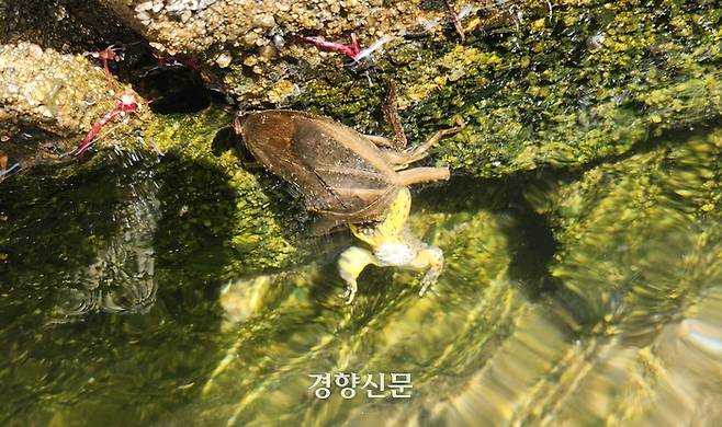 전남 진도에서 서식이 확인된 물장군. 국립호남권생물자원관 제공.