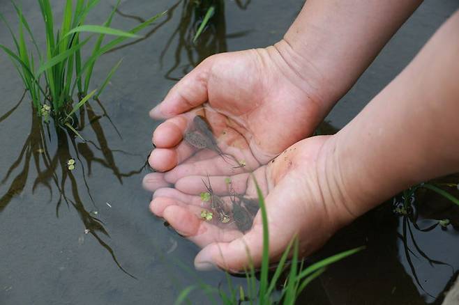 [산청=뉴시스] 산청군청 긴꼬리투구새우 산청읍 *재판매 및 DB 금지 *재판매 및 DB 금지