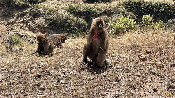 시미엔국립공원에서만 볼 수 있는 붉은 하트 모양의 가슴 털이 있는 겔라다 개코원숭이.