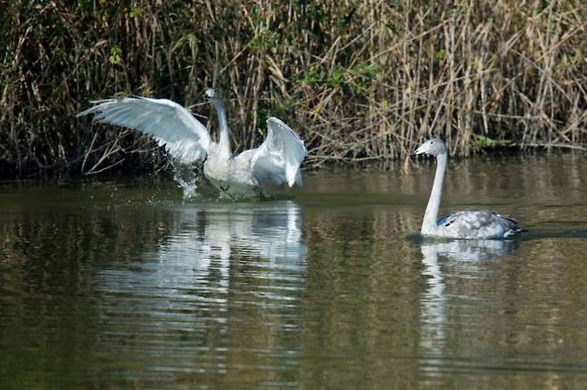 지난해 5월 에버랜드에서 태어난 큰고니 새끼가 그해 10월 을숙도 철새공원에서 야생 적응을 하는 모습 / [사진제공=에버랜드]