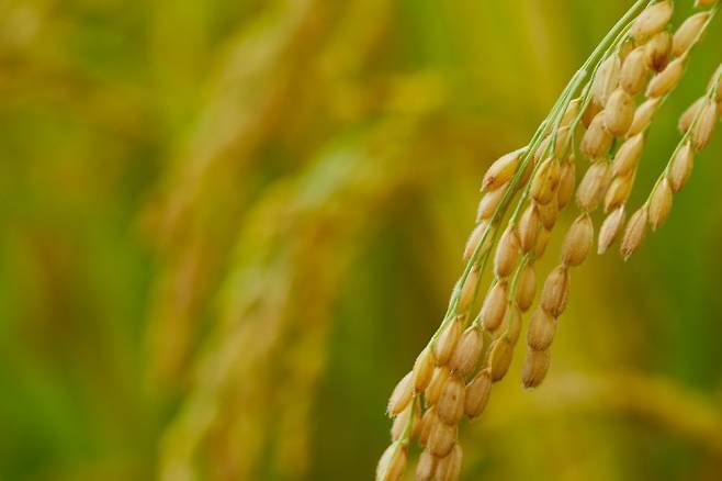 게티이미지뱅크 제공