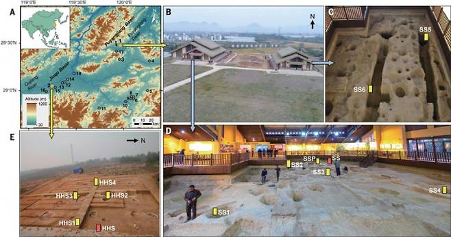 북위 29도인 양쯔강 하류 지역 상산 유적지 8개 구역(C, D)과 허화산 유적지 5개 구역(E)에서 채취한 시료 359개를 분석한 결과 약 2만4000년부터 야생 벼 씨앗(쌀) 채집이 시작됐고 작물 벼는 약 1만1000년 전부터 재배했다는 사실이 밝혀졌다. 사이언스 제공