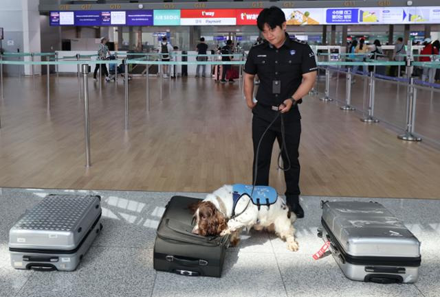 지난 18일 오후 인천국제공항 제1여객터미널에서 열린 '제38회 세계 마약 퇴치의 날' 캠페인 중 마약 탐지견이 마약 적발 시범을 보이고 있다. 연합뉴스