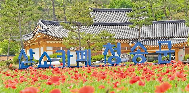 청송군 주왕산관광단지 꽃양귀비가 만개해 장관을 연출하고 있다. /청송군 제공