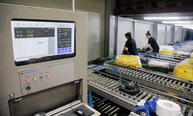 당도 측정을 마친 수박이 컨베이어벨트에서 자동 분류되는 모습 [이마트 제공. 재판매 및 DB 금지]