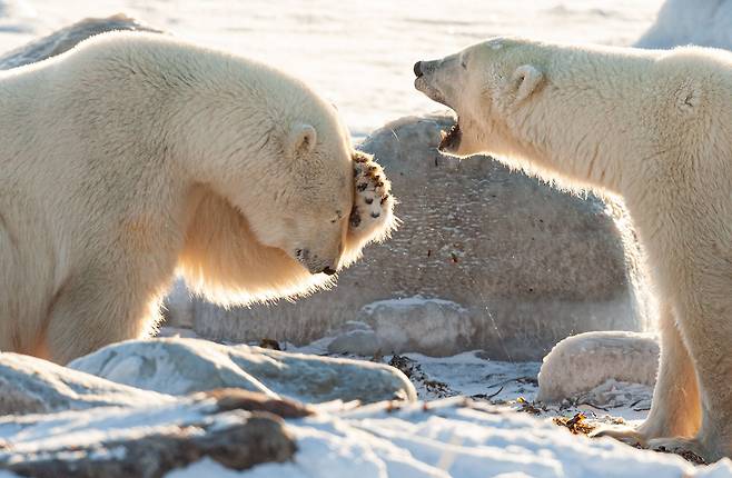 Wendy Kaveney, 정말 웃기지 않니/The Comedy Wildlife Photography Awards 2024