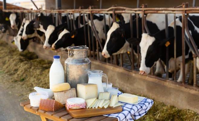 최근 미국 소들 사이에서 퍼진 변종 조류독감 바이러스가 호흡기로는 전파되지 않는다는 연구결과가 나왔다. JackF/게티이미지뱅크 제공.