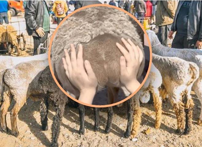양의 엉덩이를 만지는 모습. /SCMP
