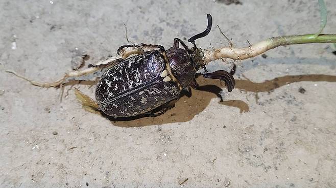 세종보 상류에서 발견된 수염풍뎅이. 보 철거를 위한 금강 낙동강 영산강 시민행동 제공