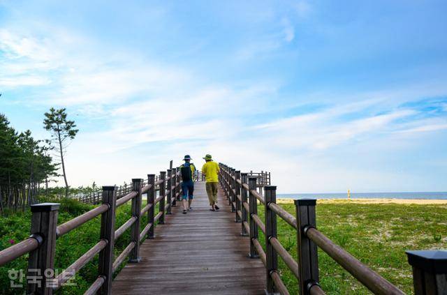 평해사구습지 생태공원. 솔숲과 해변 산책을 동시에 즐길 수 있는 곳이다.