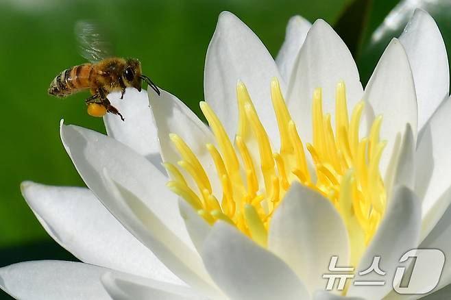 10일 오전 포스텍 캠퍼스 내 작은 연못에 핀 수련꽃에서 꿀벌이 꿀을 채취하고 있다. 2024.6.10/뉴스1 ⓒ News1 최창호 기자