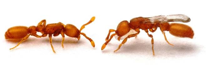 우세라에아 비로이(Ooceraea biroi) 종 약탈 개미의 일개미. 왼쪽은 일반 일개미이고 오른쪽은 돌연변이로 여왕개미처럼 날개가 생겼다. 가짜 여왕개미는 일을 팽개치거고 동료에 기생했다./Current Biology