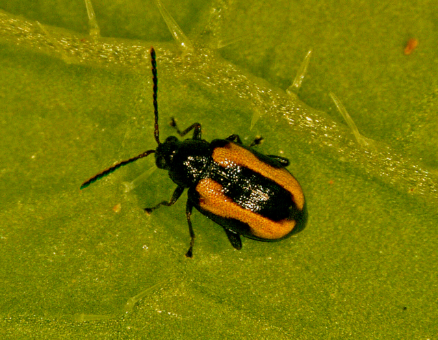 ‘벼룩잎벌레’의 모습. 정식 전엔 등록약제 사용 방법에 따라 토양처리하거나 발생 초기엔 경엽 처리(잡초의 줄기나 잎에 직접 제초제를 살포하는 방식)한다. 농진청