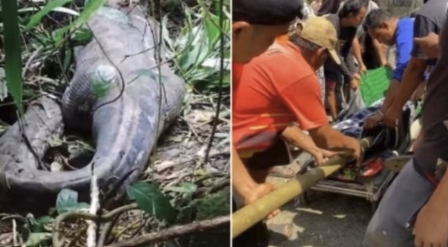 지난달 인도네시아 술라웨시주 켈렘팡 남부 마을에서도 길이 5m의 비단뱀에게 삼켜진 여성이 숨진 채 발견됐다. 엑스 갈무리