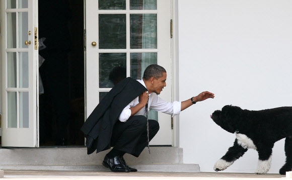 버락 오바마 전 미국 대통령이 2021년 5월 8일(이하 현지시간) 세상을 떠난 퍼스트 도그 보가 지난 2012년 3월 15일 백악관 오벌오피스 바깥에서 대통령을 반갑게 맞고 있다.AFP 자료사진 연합뉴스