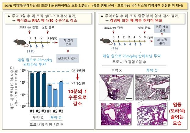 반데타닙의 코로나19 치료 효과 확인 [한국화학연구원 제공. 재판매 및 DB 금지]