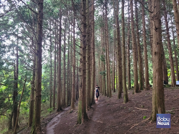 피톤치트 향이 가득한 편백나무 숲길. ⓒ김재원