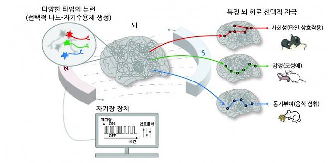 연구팀이 개발한 나노-MIND 기술은 쥐의 특정 뉴런과 뇌 회로를 선택적 제어해 감정, 식욕 등 고차원적 뇌 기능 조절하는 데 성공했다. IBS 제공