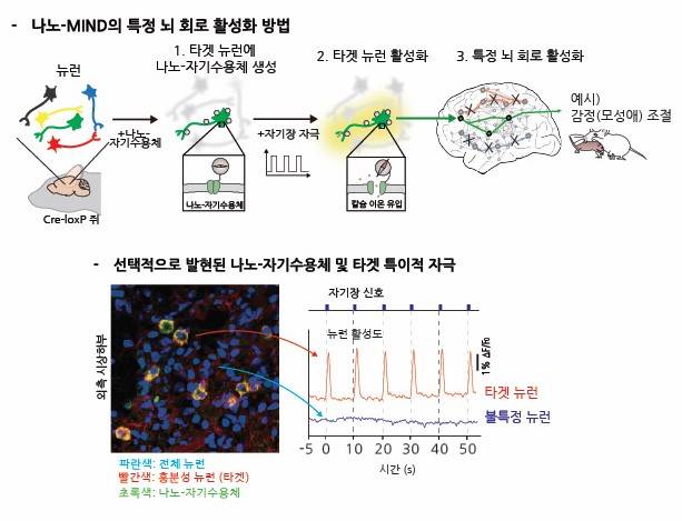 나노-MIND 기술로 특정 뇌 회로를 활성화하는 과정. IBS 제공