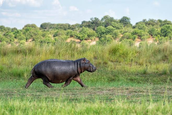 하마(학명 Hippopotamus amphibius Linnaeus)는 현존 육상 포유류 중 코끼리 3종, 흰코뿔소에 이어 다섯 번째로 무거운 거대 육상동물이다. 가장 무거운 개체는 3.8톤으로 알려졌다. 게티이미지뱅크 제공