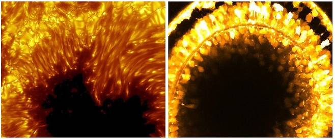 태양 표면의 흑점(왼쪽)과 생후 72시간 된 제브라피시 눈의 신경세포(오른쪽)다. 흑점은 2만3000km, 제브라피시의 눈은 0.0035m다. 나사 제공