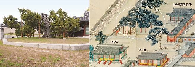 수령 750여년으로 궁궐의 고목나무 가운데 가장 오래된 청덕궁의 향나무(왼쪽)와 19세기 초의 ‘동궐도’에 그려진 향나무의 모습(오른쪽). 눌와, 고려대박물관 제공