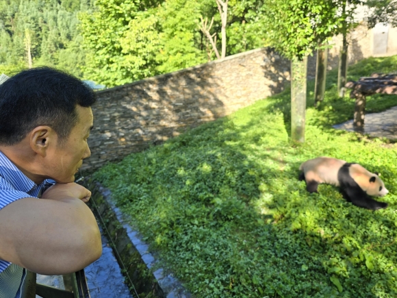 강철원 사육사가 5일 중국 쓰촨성 워룽 선수핑 판다기지를 방문해 야외 방사장에서 놀고 있는 푸바오를 바라보고 있다. 삼성물산 리조트부문 제공.