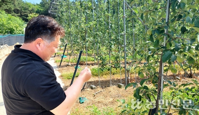 대구 군위군에서 사과를 재배하는 최광진씨가 기후변화에 대응할 품종을 살펴보고 있다.